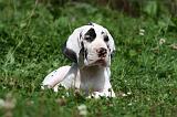 DOGUE ALLEMAND 232